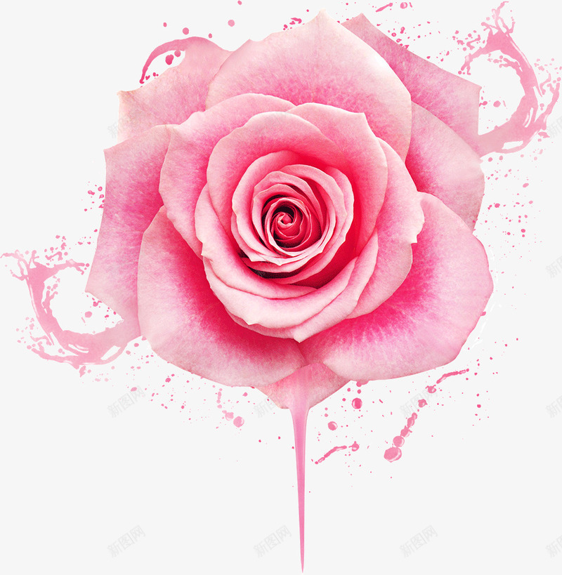 粉色唯美盛开花朵png免抠素材_新图网 https://ixintu.com 唯美 盛开 粉色 花朵