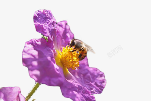 蜜蜂与花朵png免抠素材_新图网 https://ixintu.com 紫色花 花 花朵 鲜花 鲜花盛开