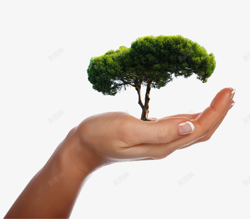 手捧树png免抠素材_新图网 https://ixintu.com 保护大自然 掌上的植物 爱护植物 环保 茂盛的树
