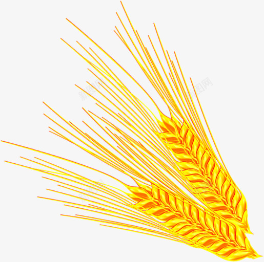 金色成熟颗粒麦穗png免抠素材_新图网 https://ixintu.com 成熟 金色 颗粒 麦穗
