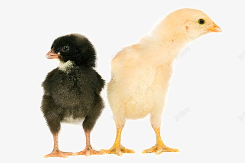 可爱的小鸡png免抠素材_新图网 https://ixintu.com 可爱小鸡 可爱的小鸡 小鸡 鸡蛋动物特写