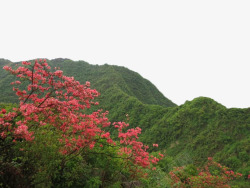 山花盛开的云台山素材