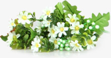 花束png免抠素材_新图网 https://ixintu.com 白色的花 白色花朵 盛开的花 绿色的叶子