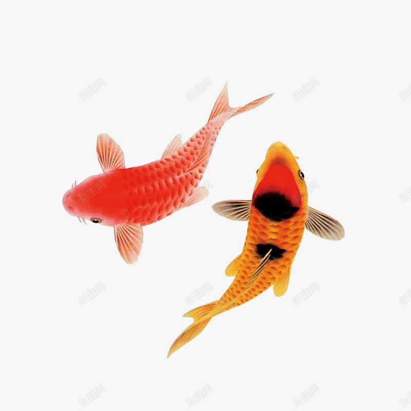 红色鲤鱼psd免抠素材_新图网 https://ixintu.com 水墨 红色 红色鲤鱼 花色 鲤鱼