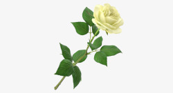 一支带刺花朵单支玫瑰单支白色花朵单支玫瑰高清图片