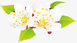白色桃花盛开素材