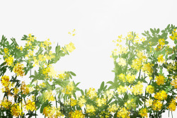 手绘插画盛开的黄色油菜花素材