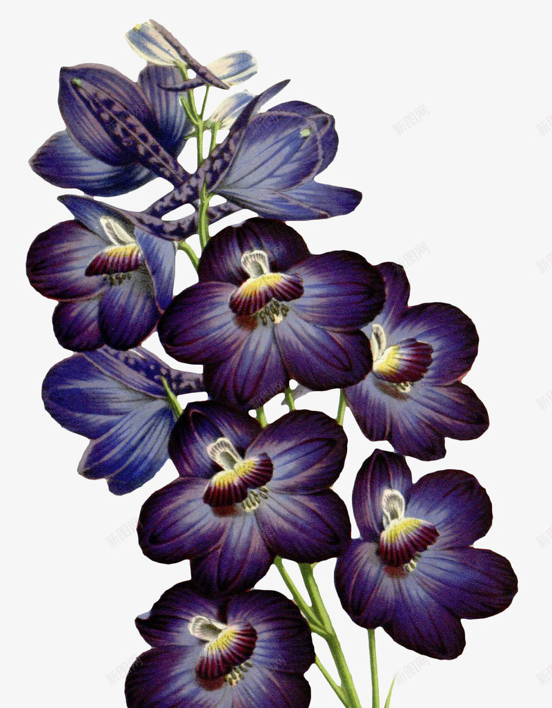 手绘花朵png免抠素材_新图网 https://ixintu.com 写实花卉 彩铅花卉 植物 花朵 蓝紫色