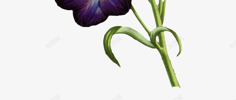 手绘花朵png免抠素材_新图网 https://ixintu.com 写实花卉 彩铅花卉 植物 花朵 蓝紫色