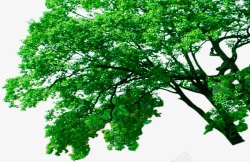 植物绿色卡通树木青色素材