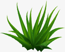 纯绿色天然酸菜茂盛的芦荟高清图片
