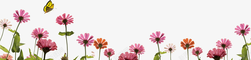 盛开的花朵png免抠素材_新图网 https://ixintu.com 鐩涘紑 鑺 鑺变笡 鑺辨湹