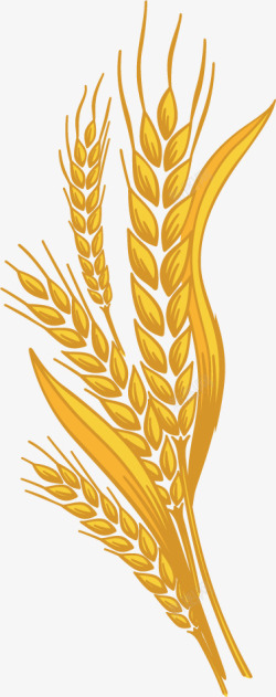 麦穗抠图金黄色手绘麦穗装饰高清图片