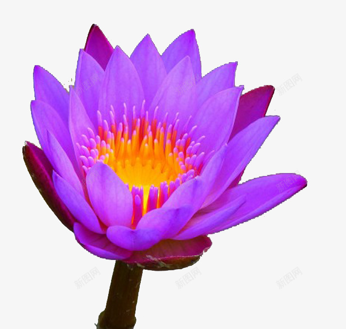 蓝紫色的花png免抠素材_新图网 https://ixintu.com 春天 美丽 蓝紫色 鲜花盛开