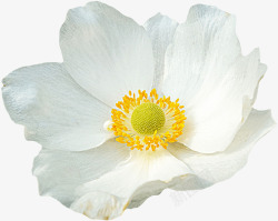白色的纯洁花朵植物素材