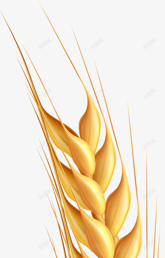 麦穗png免抠素材_新图网 https://ixintu.com png 免扣 素材 金黄 麦穗