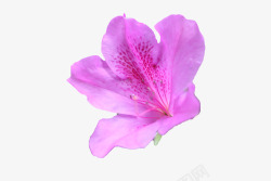 一朵紫红色的花苞杜鹃花瓣素材