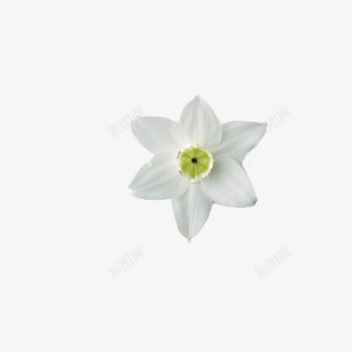 白色水仙花png免抠素材_新图网 https://ixintu.com 圣洁 水仙花 清纯 白色花朵