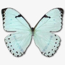 薄荷大闪蝶图标png_新图网 https://ixintu.com animal butterfly mint morpho 动物 大闪蝶 薄荷 蝴蝶