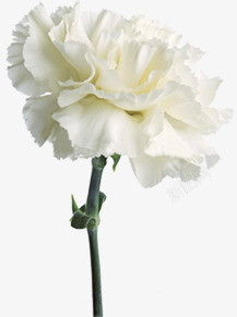 白色纯净花朵植物素材