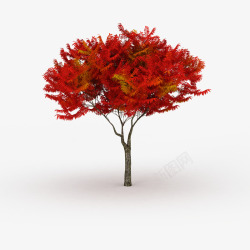 长条盛开红色叶子树木素材