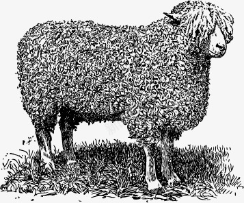 手绘绵羊png免抠素材_新图网 https://ixintu.com 农场 家畜 平面设计 庄园 手绘 插图 绵羊