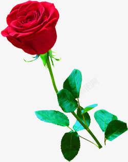 盛开红色玫瑰花素材