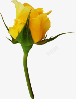 盛开的黄玫瑰素材
