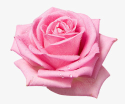 粉色露水玫瑰盛开素材