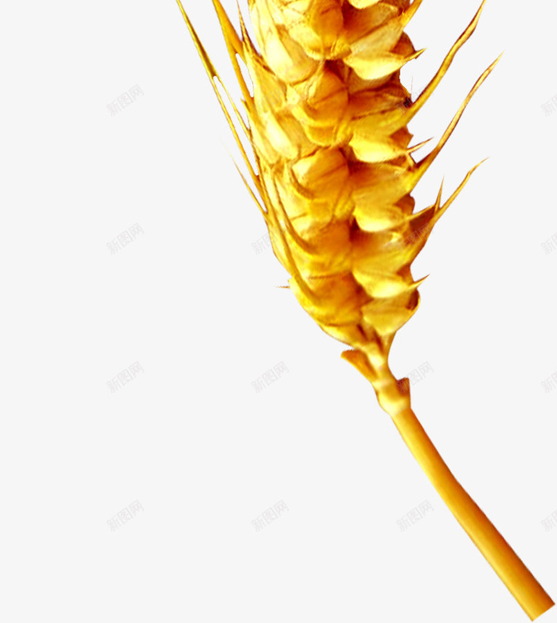 黄色成熟麦穗植物png免抠素材_新图网 https://ixintu.com 成熟 植物 麦穗 黄色