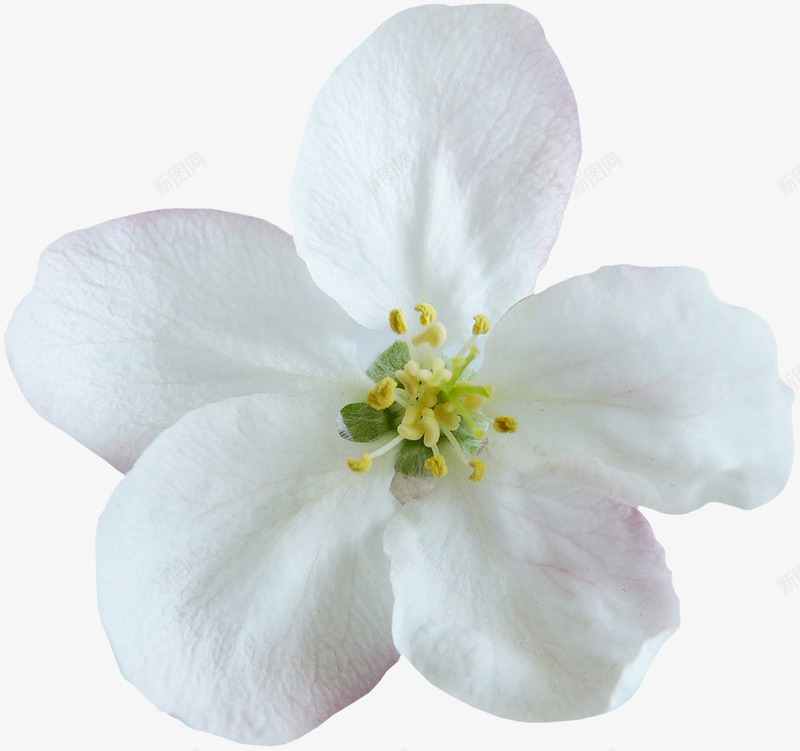 白色清新花朵png免抠素材_新图网 https://ixintu.com 白色花瓣 纯白 花朵 黄色花蕊