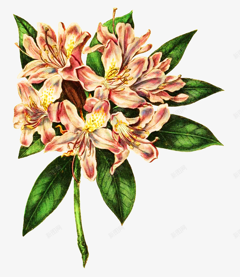 手绘花朵png免抠素材_新图网 https://ixintu.com 写实花卉 彩绘花卉 花卉 花朵 黄色