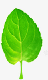 绿色树叶健康活力png免抠素材_新图网 https://ixintu.com 健康 树叶 活力 绿色
