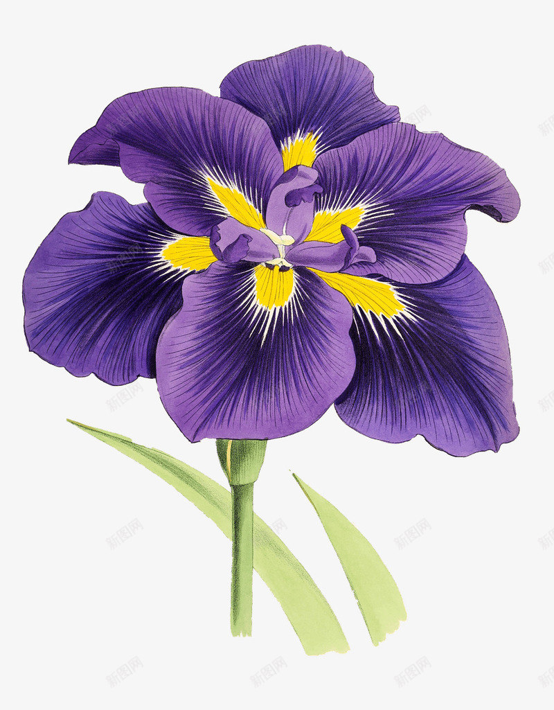 紫色艳丽花朵png免抠素材_新图网 https://ixintu.com 植物 盛开 紫色 花朵