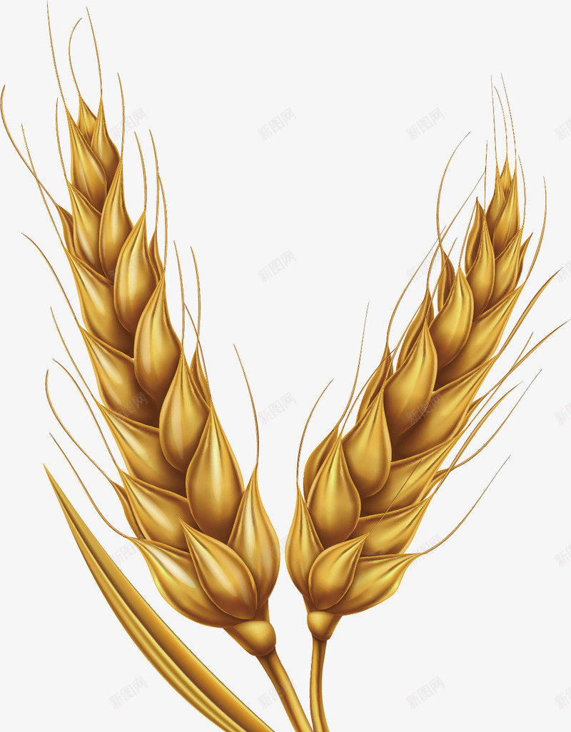 成熟的麦子矢量图ai免抠素材_新图网 https://ixintu.com 创意 成熟 收获 设计 食物 麦子 黄色 矢量图
