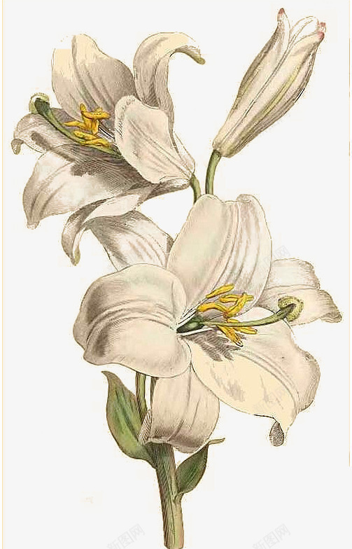 百合花png免抠素材_新图网 https://ixintu.com 写实 手绘花朵 白色 花卉 花朵