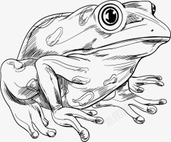 手绘线条青蛙素材