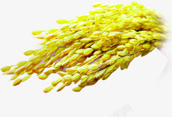 金色清新麦穗稻谷装饰图案素材