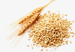 麦穗抠图麦穗和和麦籽图高清图片