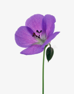 老鹳草紫色天竺葵高清图片