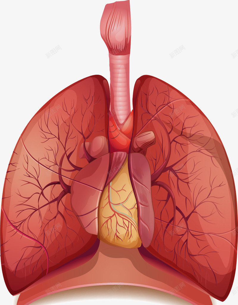 手绘肺器官png免抠素材_新图网 https://ixintu.com 内脏 内脏图 写实 手绘 肺 脏器