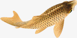 创意合成手绘金色的鲤鱼效果素材