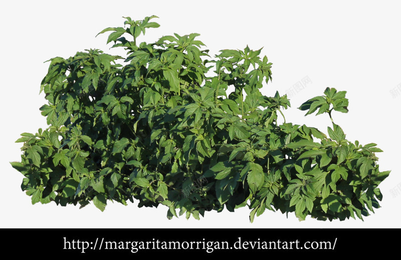 草丛png免抠素材_新图网 https://ixintu.com 植物 花 草