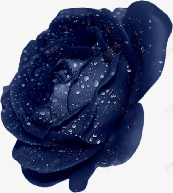 蓝色鲜花与露珠png免抠素材_新图网 https://ixintu.com 玫瑰 蓝花 露珠 鲜花