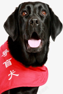 黑贝黑色导盲犬高清图片