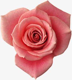 粉色盛开玫瑰花朵素材