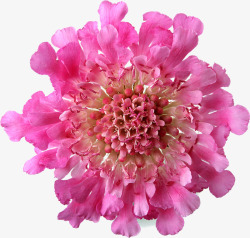 粉色盛开花朵节日素材