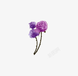 紫色三朵玫瑰花素材