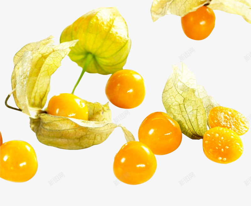 姑娘果水果png免抠素材_新图网 https://ixintu.com 多汁 水果素材 素材免抠 黄色水果