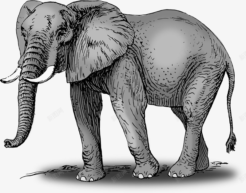强壮的大象png免抠素材_新图网 https://ixintu.com 大象 庞大 强壮 灰色